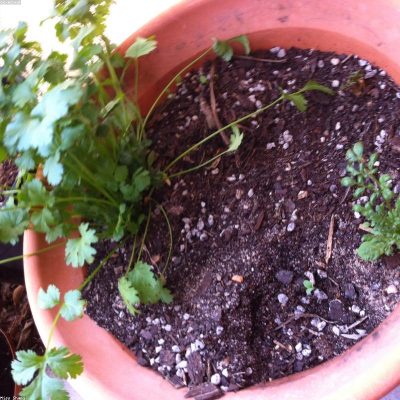 Coriander